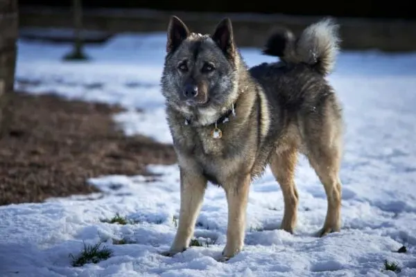 Norwegian elkhound