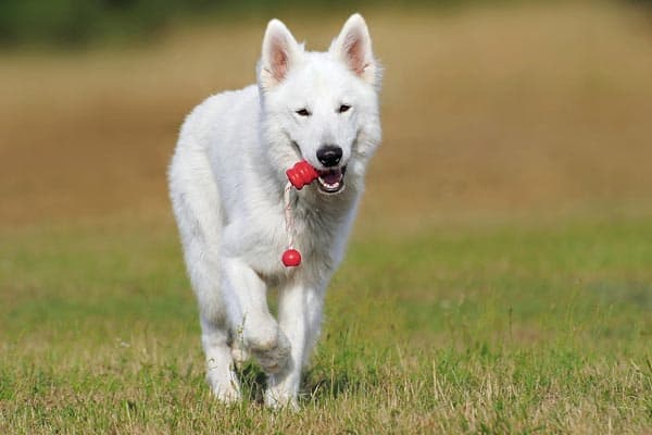 white swiss shepherd breeders