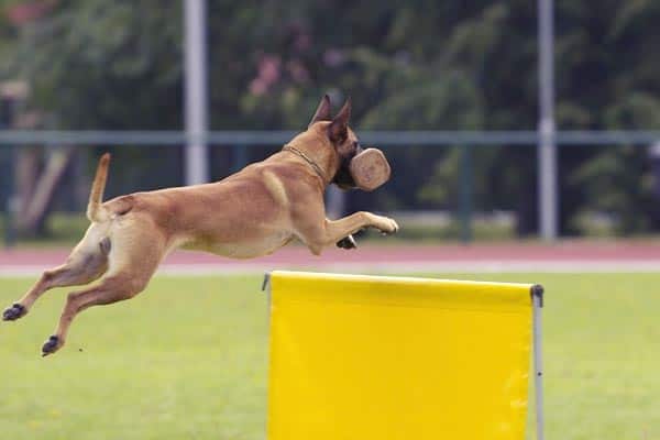 belgian malinois training