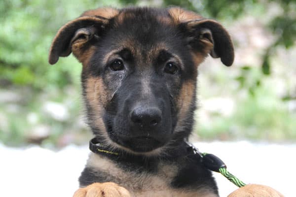 6-week-old-german-shepherd