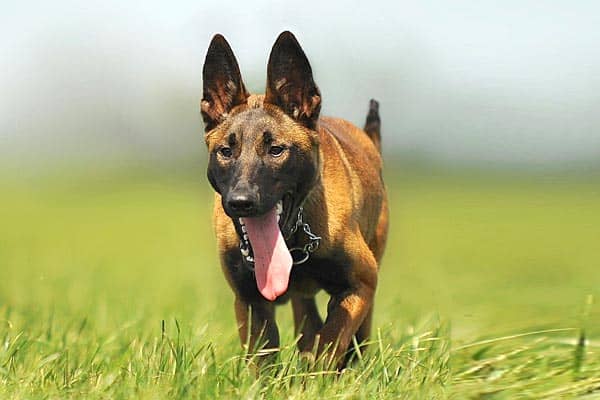 Are Belgian Malinois Good With Children