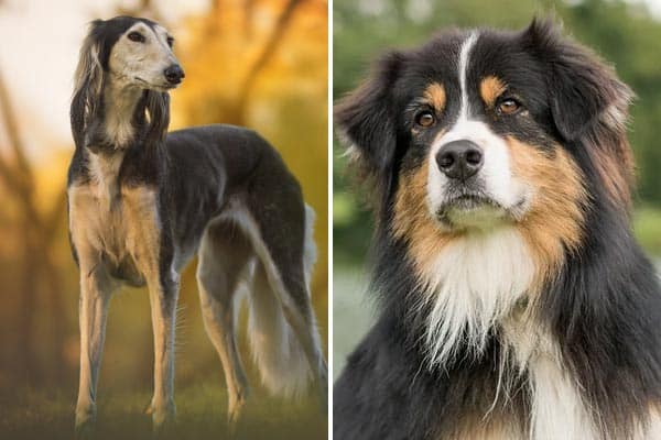 Australian Shepherd Greyhound Mix