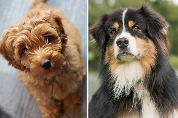 Australian Shepherd Labradoodle Mix