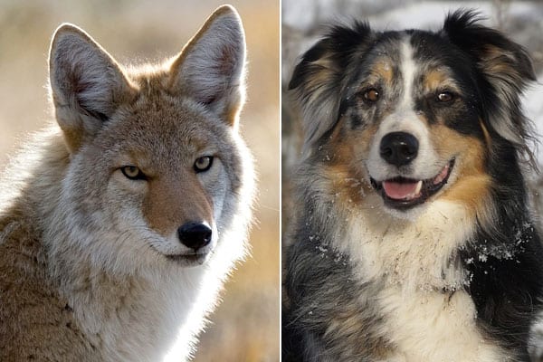 Coyote Australian Shepherd Mix: What An Unusual Hybrid Canid