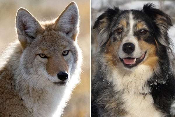 will coyotes mate with dogs