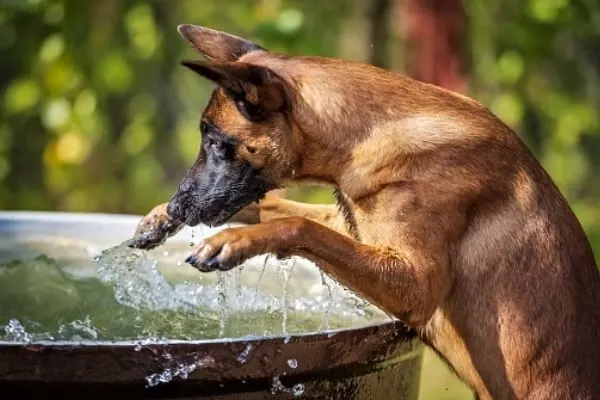 Do-Belgian-Malinois-Have-Webbed-Feet