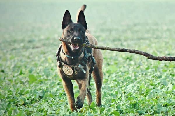 Do-Belgian-Malinois-Have-Webbed- Feet