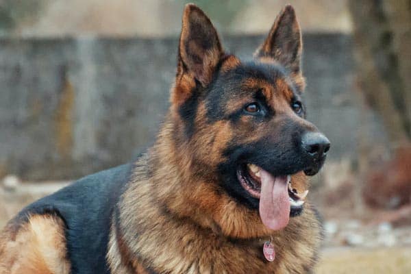 Do German Shepherds Drool a Lot the Slobbery Truth About