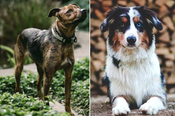 Mountain Cur Australian Shepherd Mix