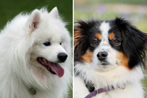 Samoyed Australian Shepherd Mix: Wild Hairy