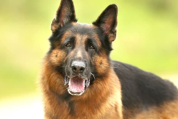 Why-Do-German-Shepherds-Eat-Grass