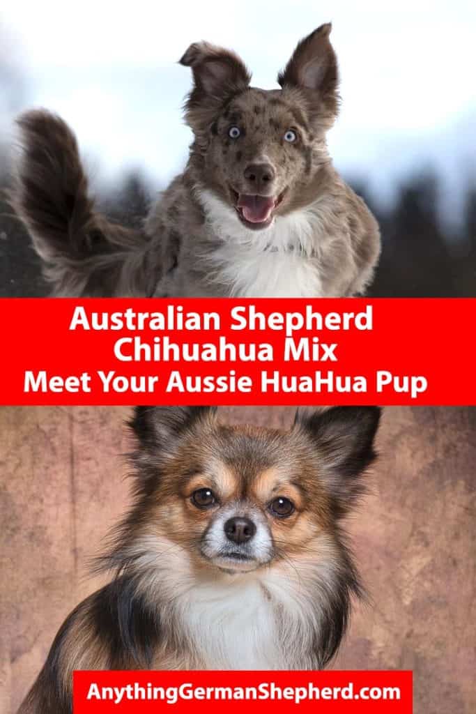 Australian Shepherd Chihuahua Mix