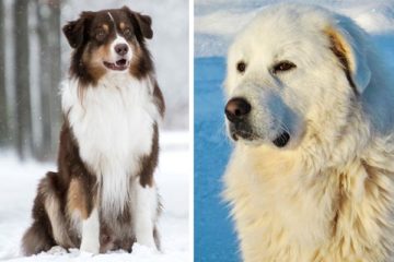 Learn All About The Australian Shepherd Great Pyrenees Mix!