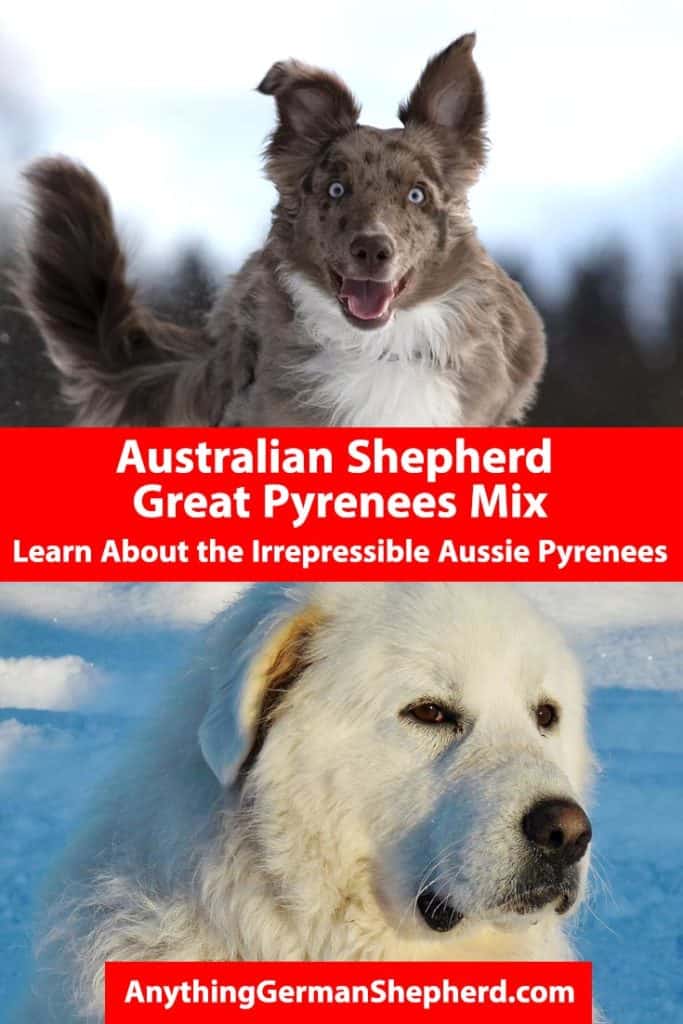 Australian Shepherd Great Pyrenees Mix