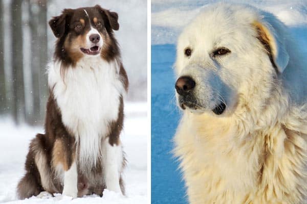 Australian-Shepherd-Great-Pyrenees-Mix