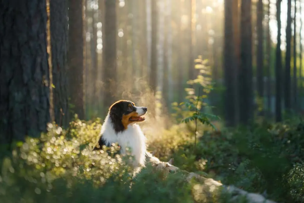 Australian shepherd