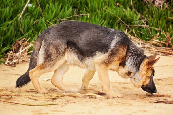 Best Treats For German Shepherd