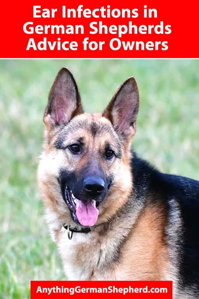 Ear-Infections-in-German-Shepherds