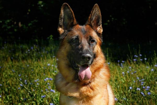 Ear-Infections-in-German-Shepherds