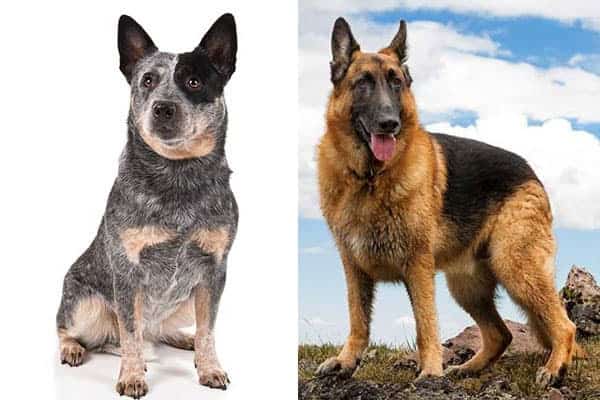 German-Shepherd-Blue-Heeler-Mix