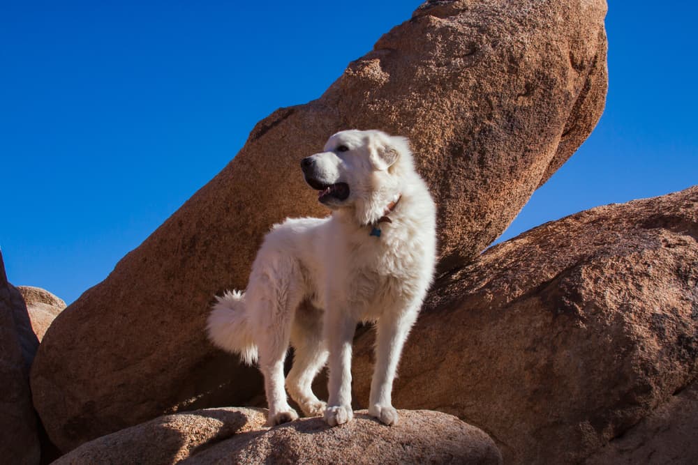 Great pyrenees