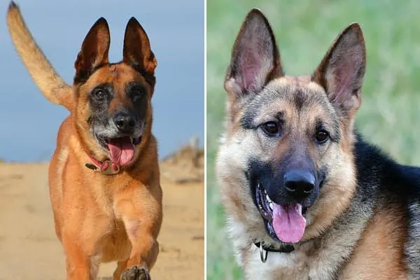 belgian malinois german shepherd mix