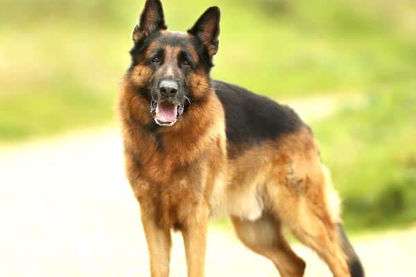 german shepherd allergies