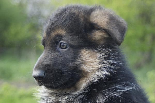 How to Pick a German Shepherd Puppy