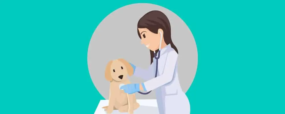 Veterinarian check of the health of the dog