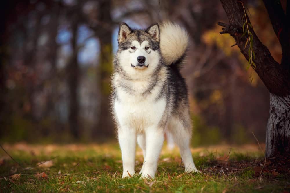 What Mix Is A Alaskan Malamute