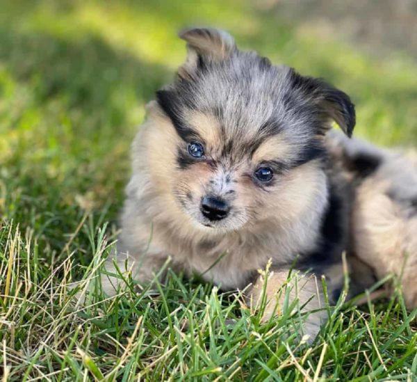 Aussiepom - Australian Shepherd Pomeranian Mix