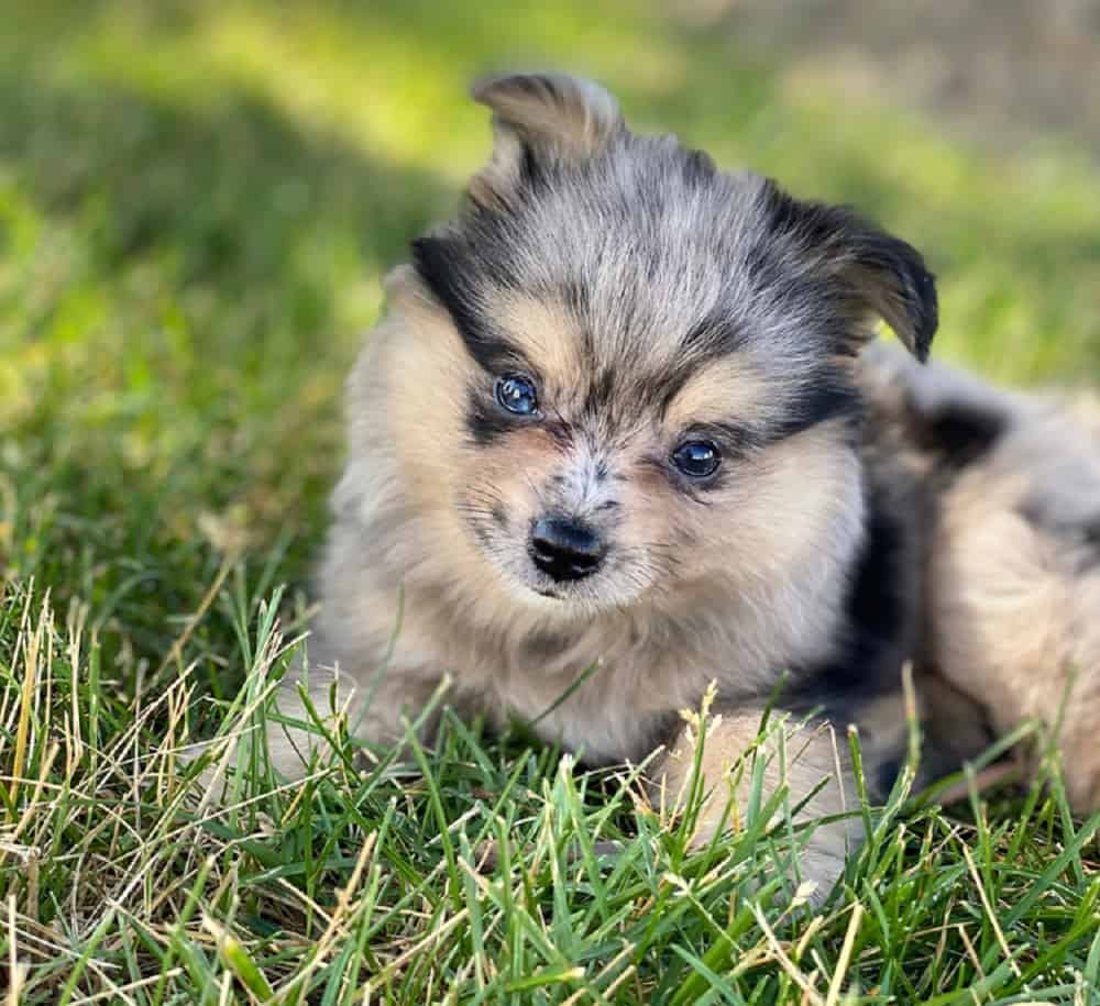 Aussiepom - Australian Shepherd Pomeranian Mix