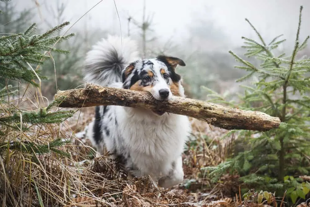 Australian Shepherd