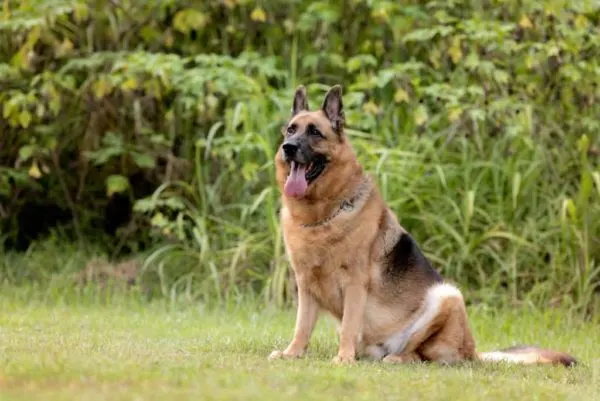 Beagle-German-Shepherd-Mix