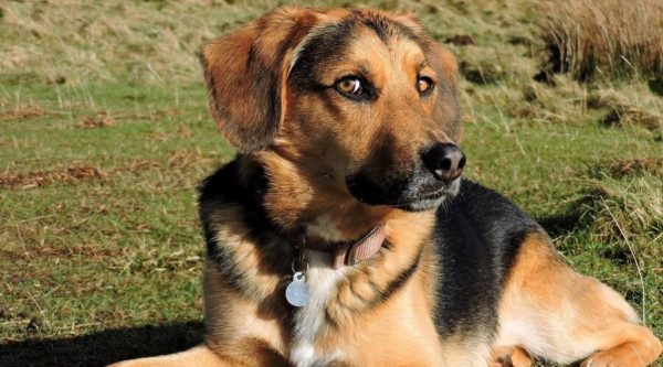 Beagle-German-Shepherd-Mix