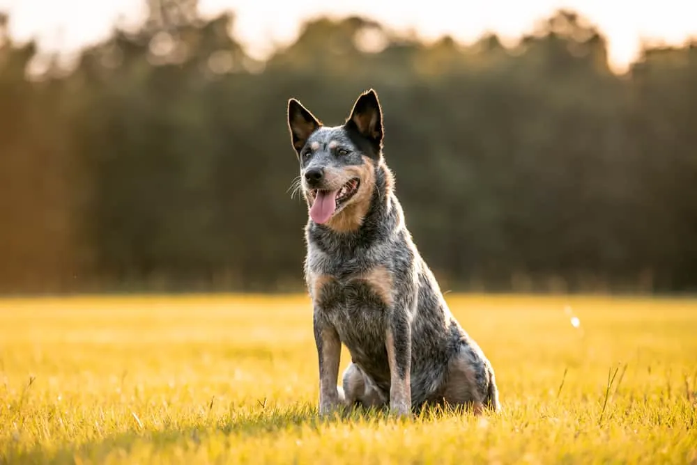 German-Shepherd-Blue-Heeler-Mix