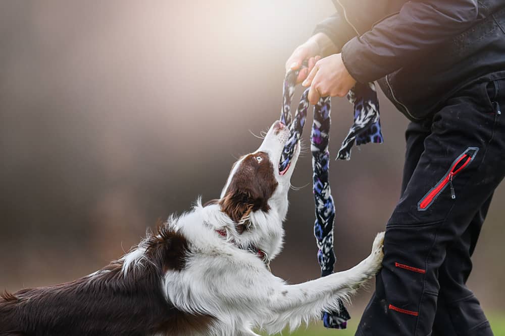 border collie Australian shepherd mix 