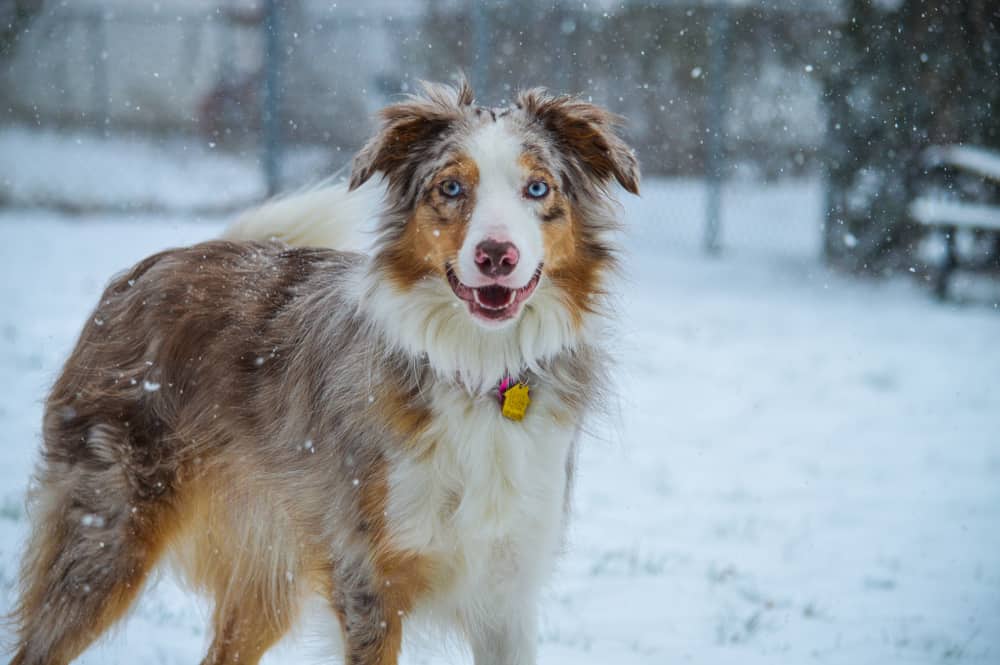 Border Collie Australian Shepherd Mix