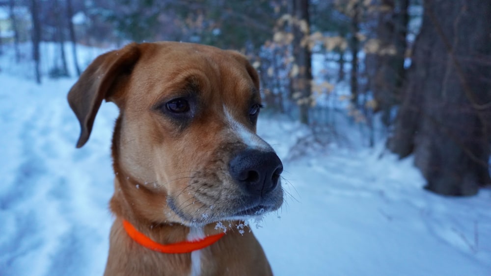 Boxherd - Australian Shepherd Boxer Mix