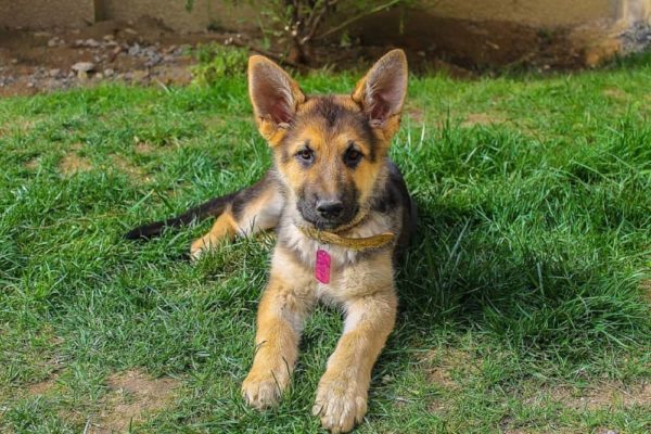 How to Choose the Right German Shepherd Puppy From a Litter