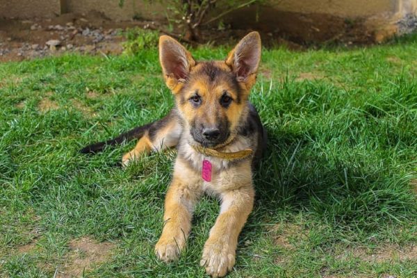 Choosing-the-right-German-Shepherd-puppy