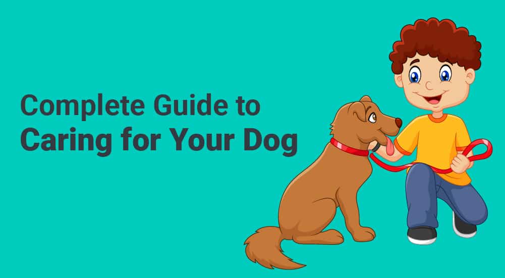 Complete Guide To Caring For Your Dog