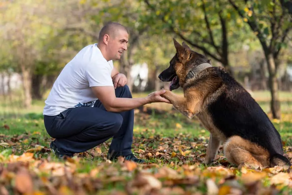 German Shepherd Dog With Owner