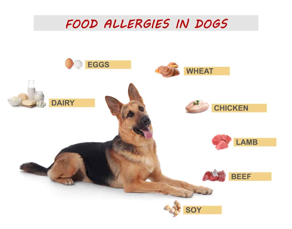 German Shepherd Food Allergies 