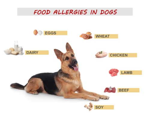 German-Shepherd-Food-Allergies