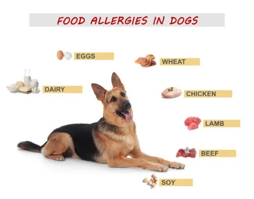 German-Shepherd-Food-Allergies