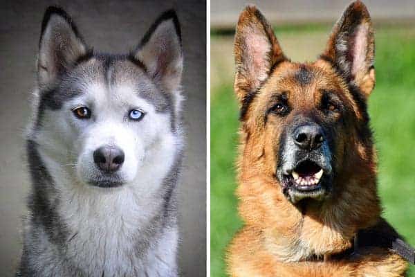 are german shepherds and huskies the same