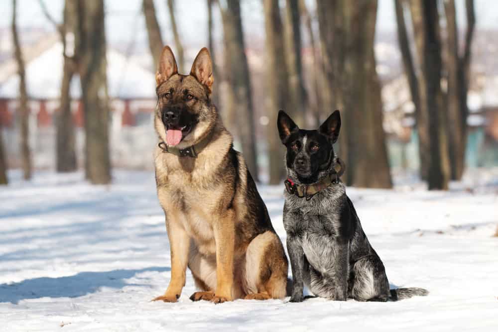 German-shepherd-and-blue-heeler