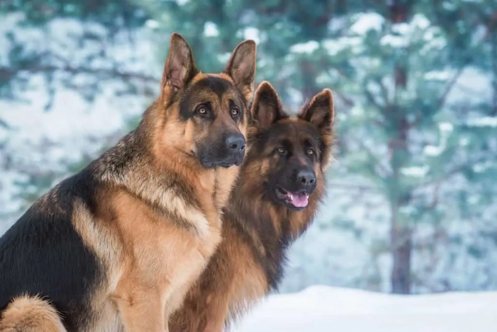 Pair of German Shepherd Dogs
