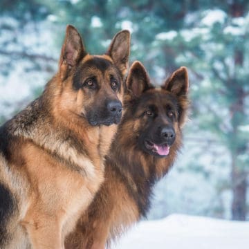 Pair of German Shepherd Dogs